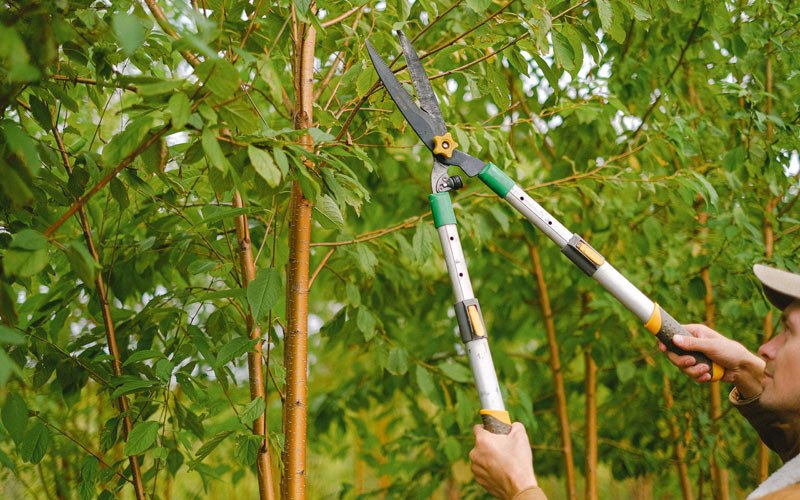 Tree trimming in Egg Harbor, WI