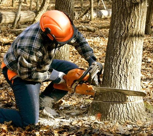 Tree Removal in Egg Harbor, WI